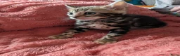 Bengal cats for sale: Gorgeous Bengal Kittens  - Advert 7