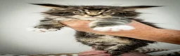 Maine Coon cats for sale: Stunning Maine Coon Kittens – Ready Now - Advert 3