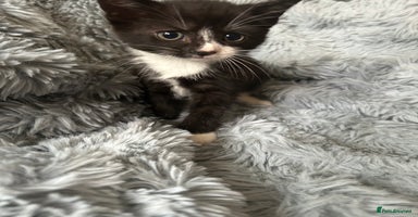 Mixed Breed cats - Advert 6