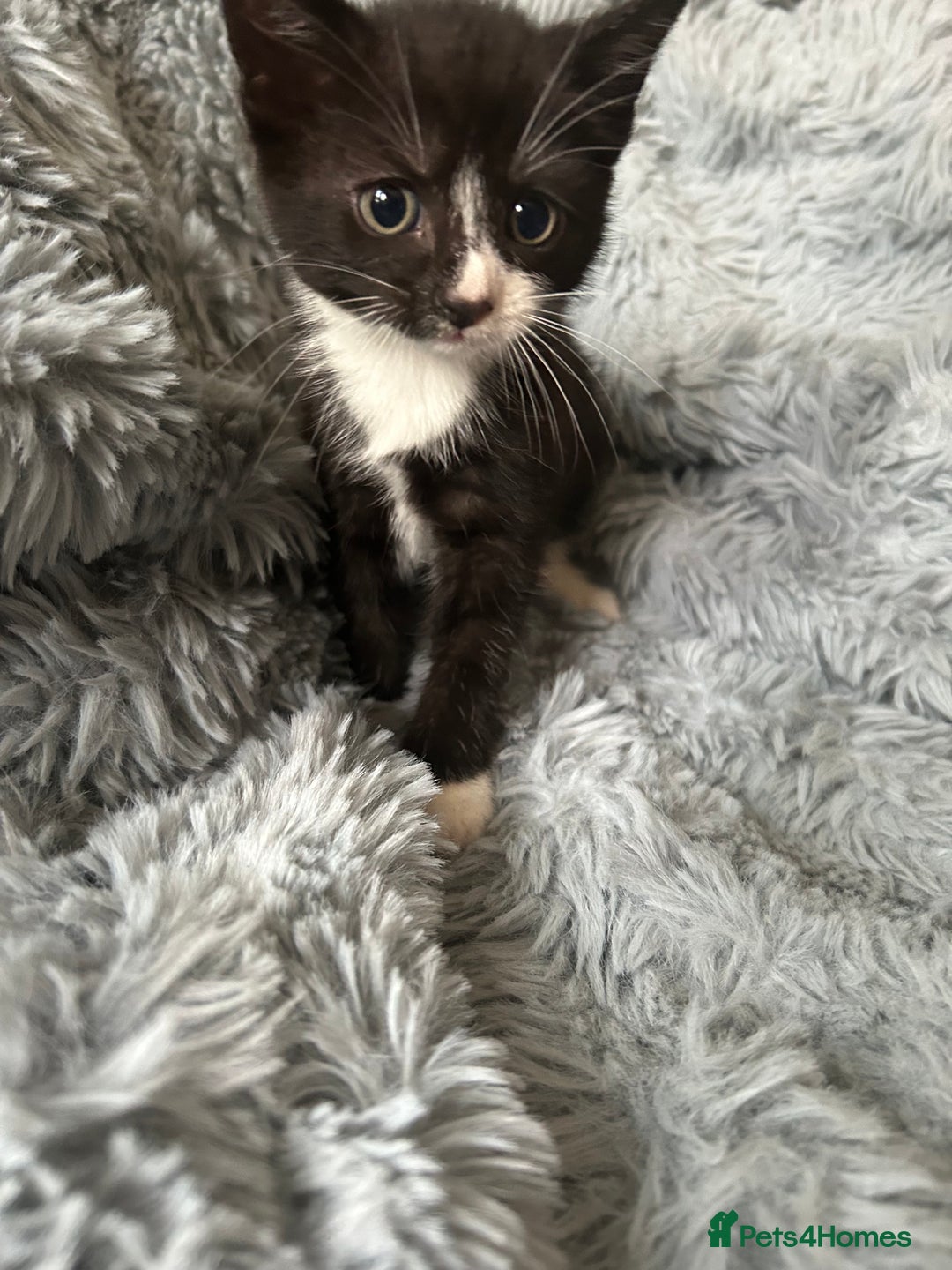 Mixed Breed cats for sale: 4 beautiful kittens for sale.  - Image 2