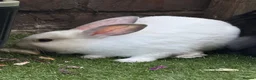 Mixed Breed rabbits for sale: beautiful fluffy rabbits in Salford - Advert 2