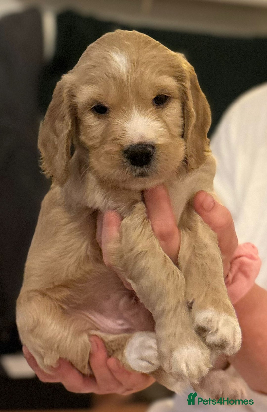 Cockapoo dogs for sale: Cockapoo X Coker spaniel  - Advert 19