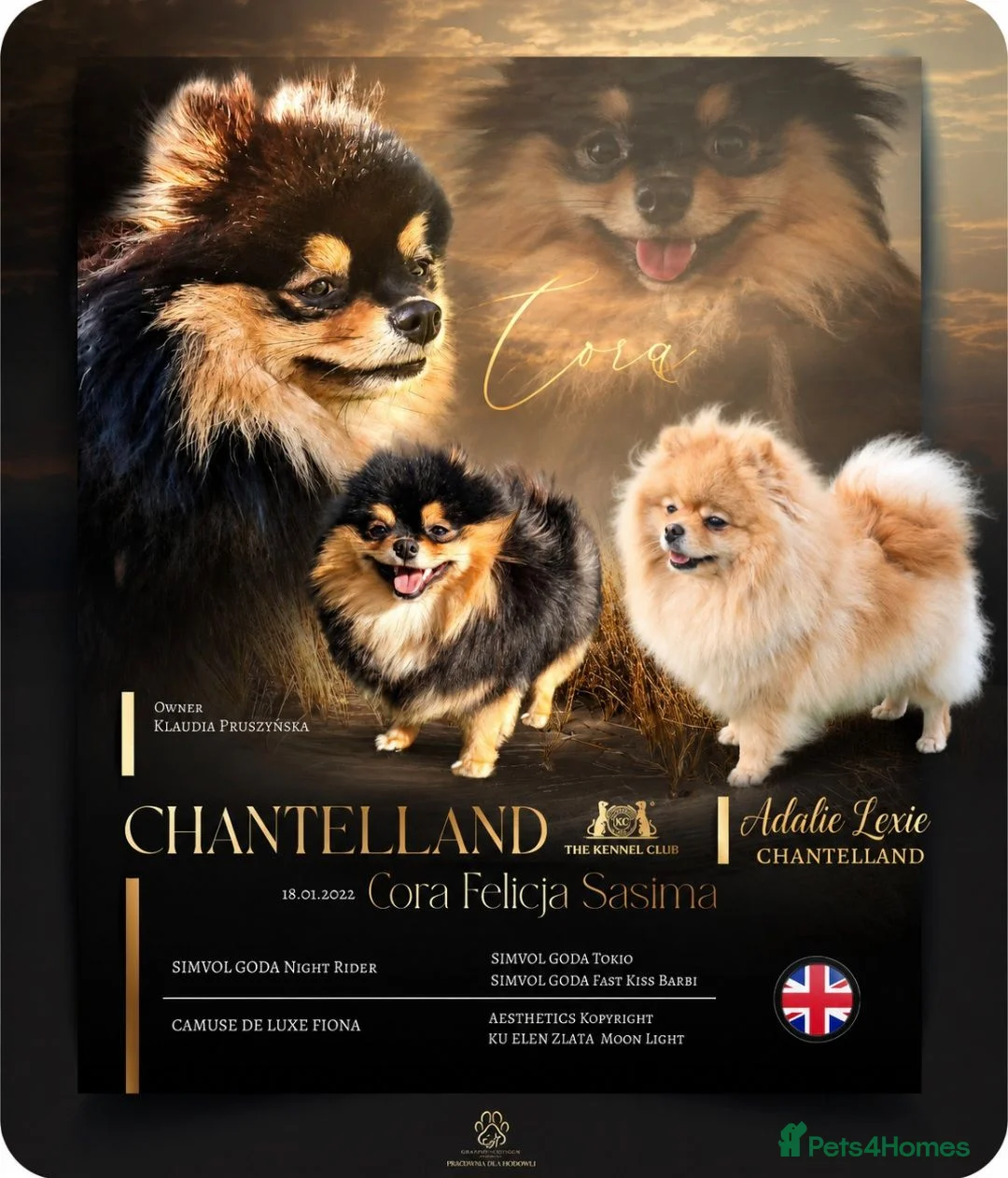 Pomeranian dogs for sale:  ✨KCRegistered ✨️ Teddy Bear Pomeranian Puppies 🐾 in Clydebank - Advert 11