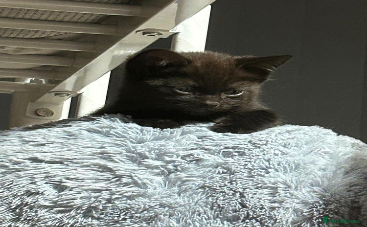 Mixed Breed cats - Advert 5