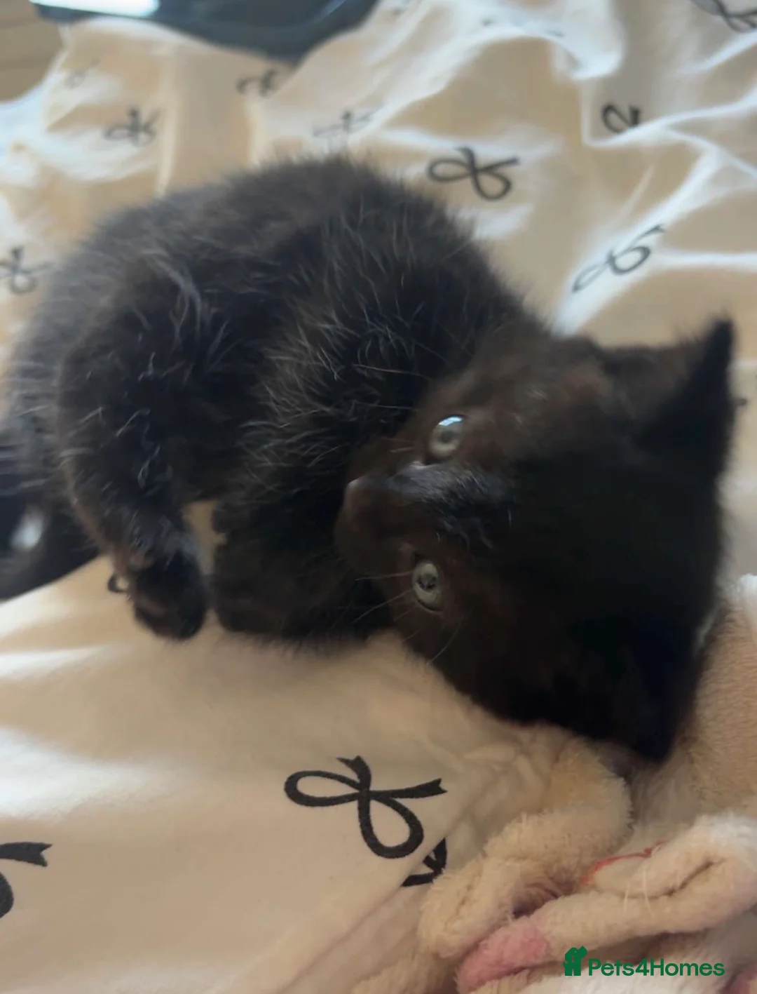 Mixed Breed cats for sale: Kittens  in Northampton - Advert 2