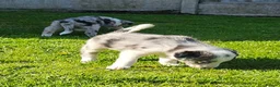 Border Collie dogs for sale: 🐾 Adorable Blue Merle Border Collie Puppies 🐾 - Advert 18