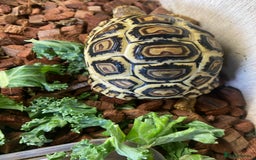 Tortoise reptiles for sale: Leopard tortoise Babies- Rare colour High  Whites - Image 7