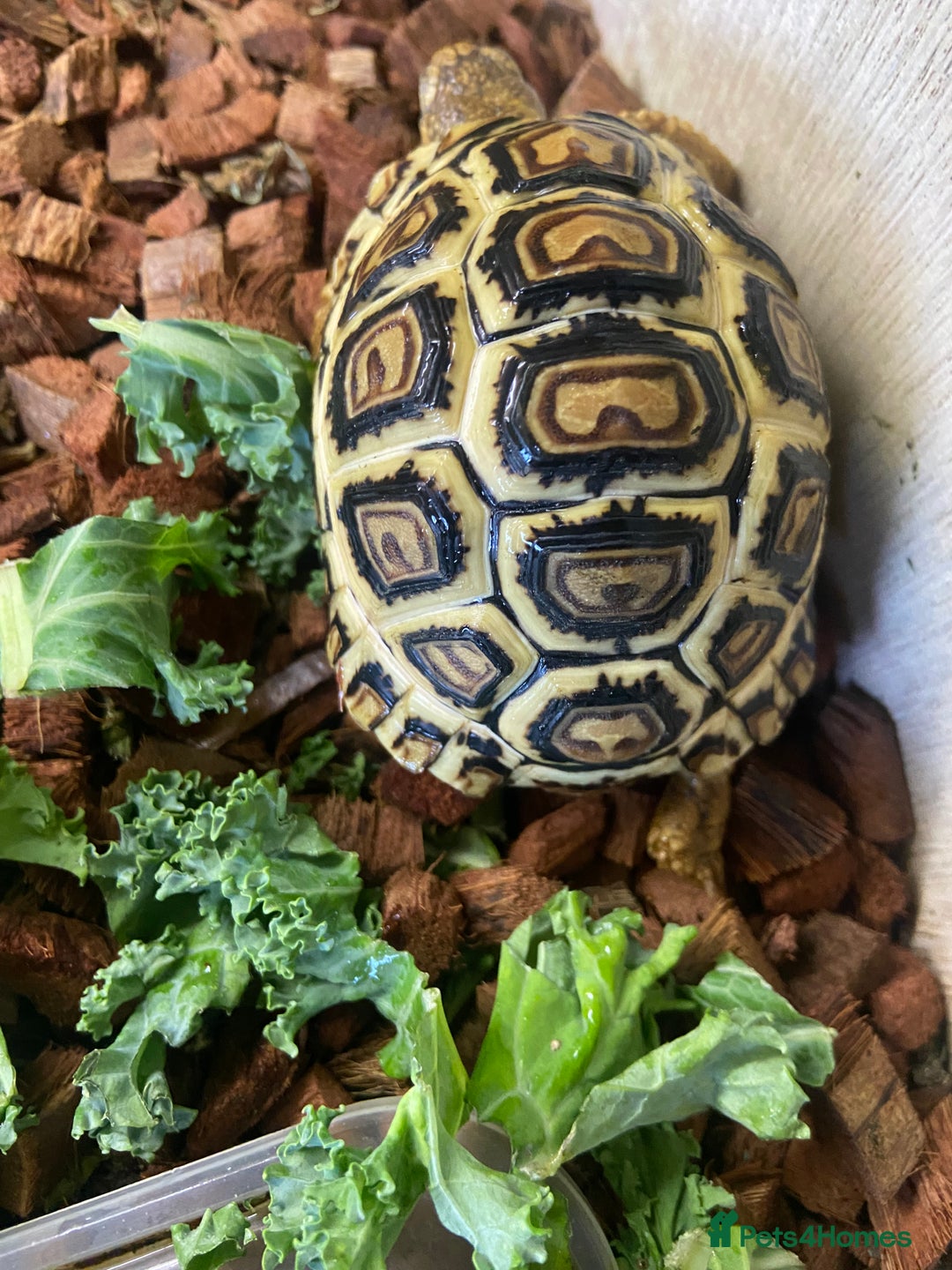 Tortoise reptiles for sale: Leopard tortoise Babies- Rare colour High  Whites - Image 7