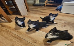 Mixed Breed cats for sale: 4 sweet little kittens Ready for a New Home  - Image 5
