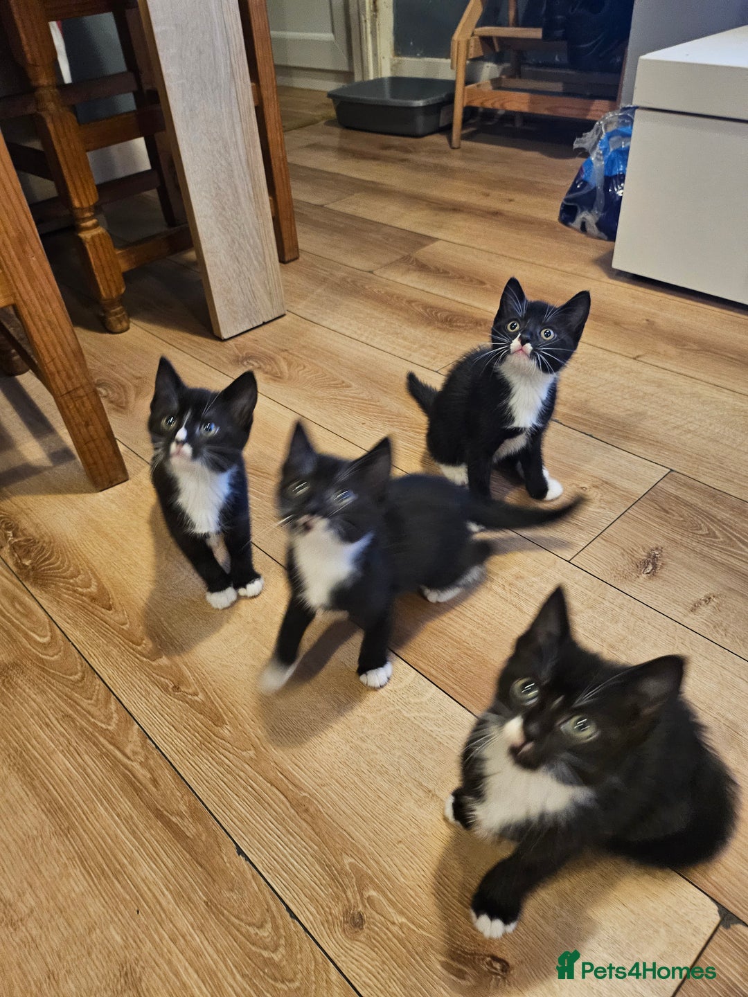 Mixed Breed cats for sale: 4 sweet little kittens Ready for a New Home  - Image 5