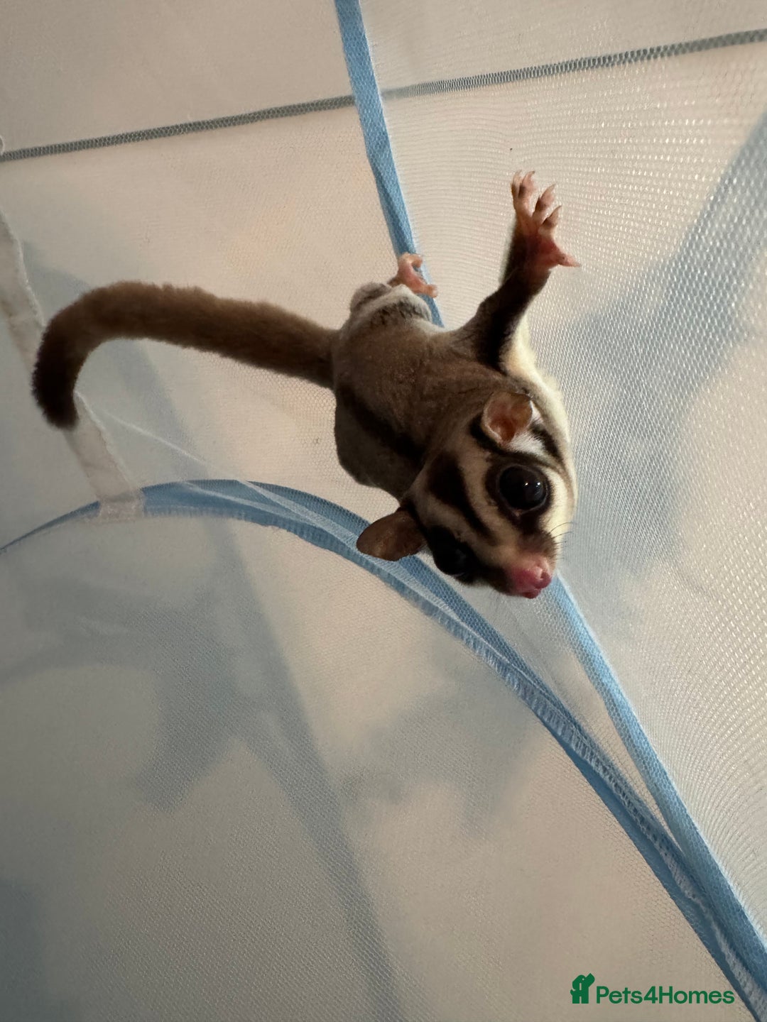 Sugar Glider rodents for sale: Sugar glider for sale - Advert 1