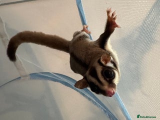 Sugar Glider rodents Sugar glider for sale - Advert 1