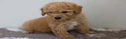 Cavapoo dogs for sale: Cavapoo Puppies  - Advert 26