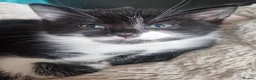 Mixed Breed cats for sale: Three gorgeous kittens! 🐾 - Advert 14