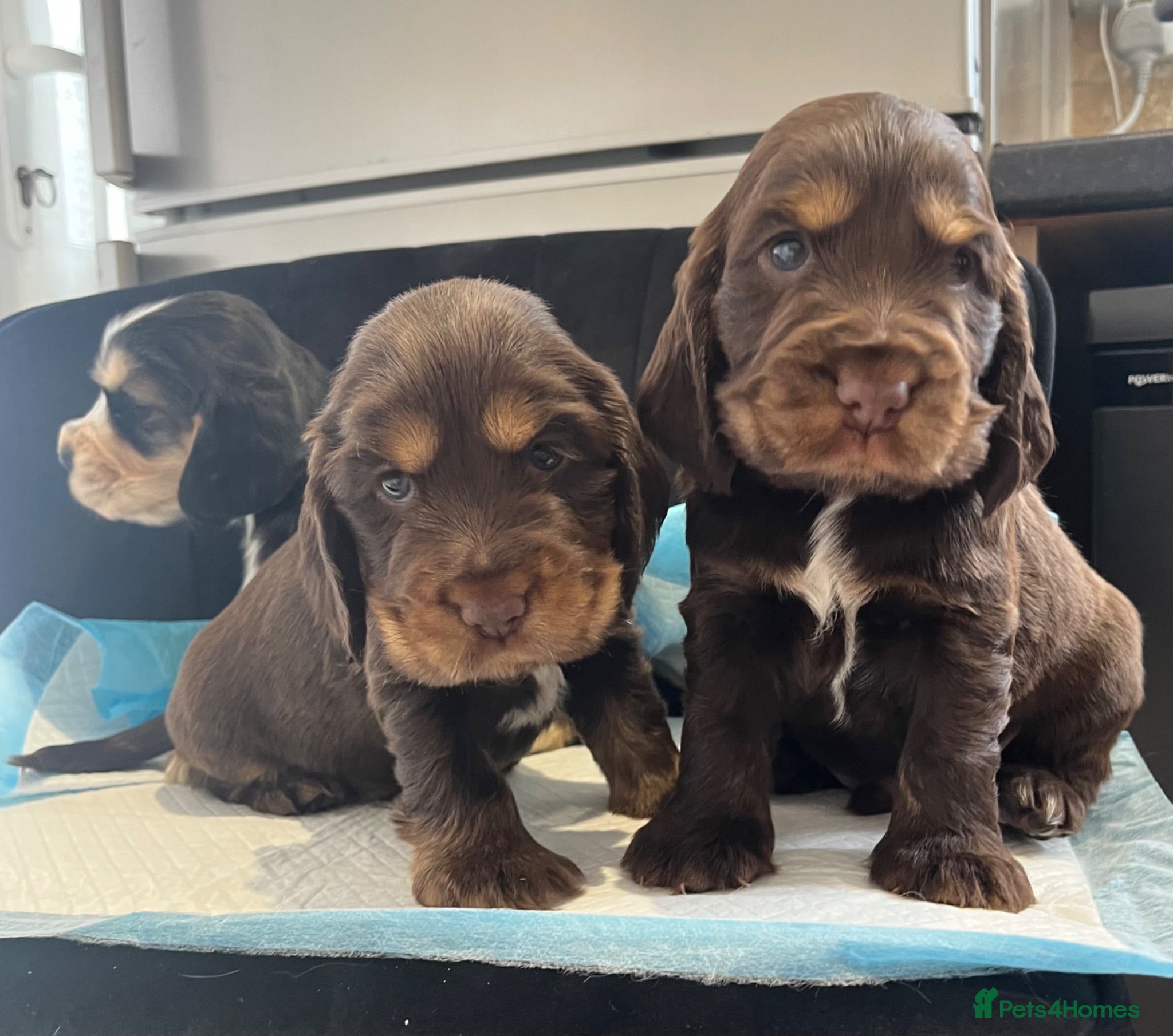 Cocker Spaniel dogs Kc show type cocker spaniel puppies  - Advert 1