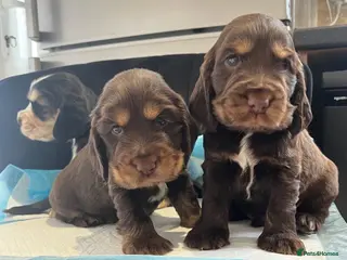 Cocker Spaniel dogs Kc show type cocker spaniel puppies - Advert 1