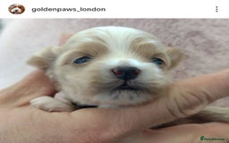 Maltipoo dogs for sale: Wait List Open F1 Genuine Toy Maltipoo - Image 21