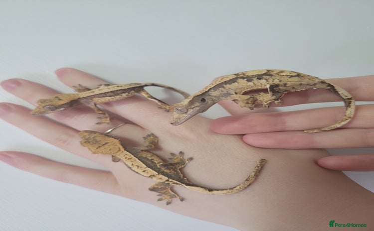 Gecko reptiles in Wigston - Advert 10