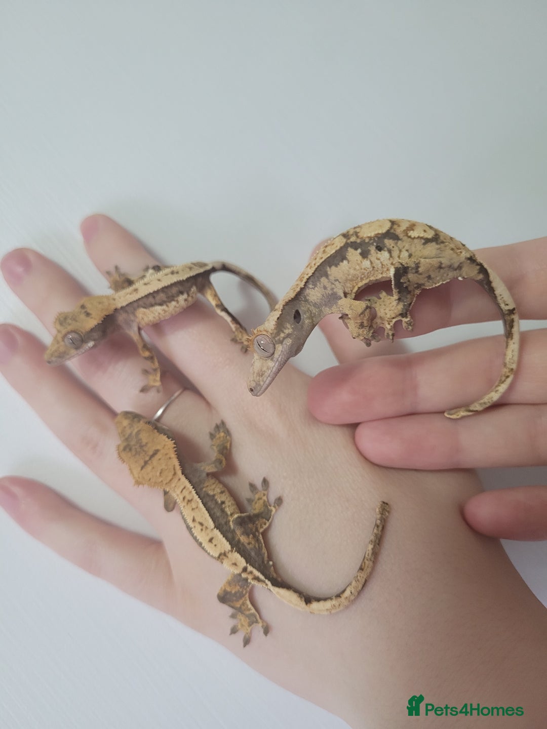 Gecko reptiles for sale: Crested Gecko Gargoyle &  Leachianus Gecko  in Wigston - Image 1