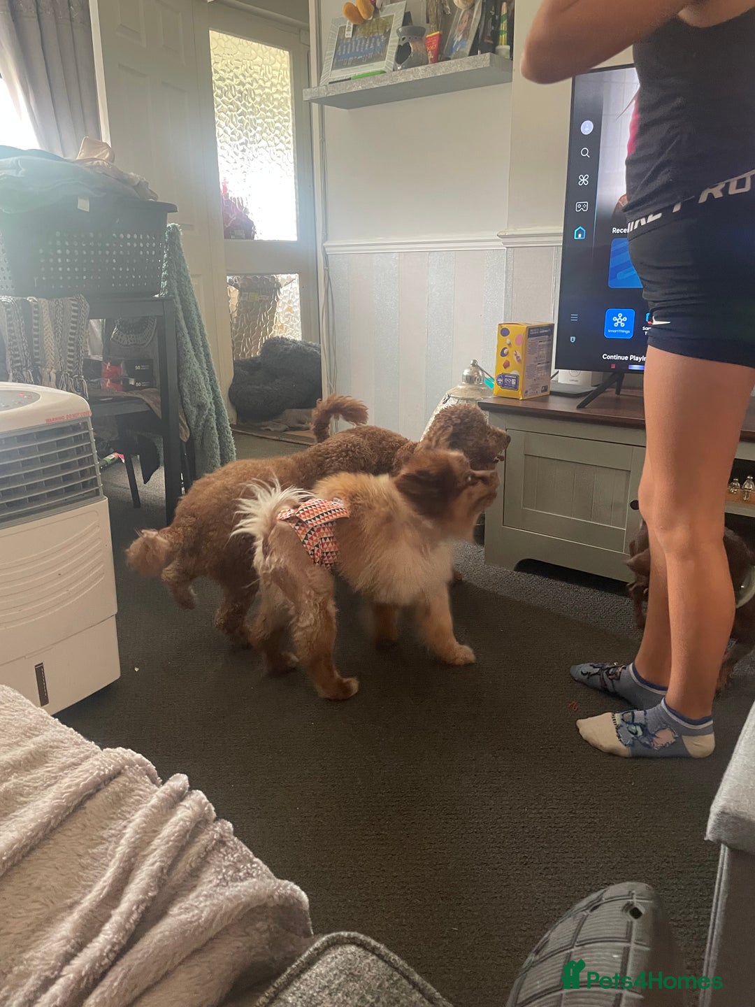 Pomeranian dogs for sale: Stunning chocolate Merle Pomeranian  - Image 6
