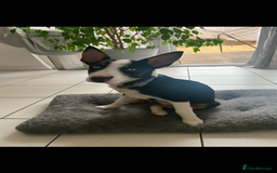 Border Collie dogs for sale: Ronnie  - Image 1
