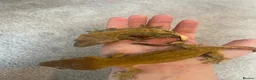 Gecko reptiles for sale: Two male Crested geckos in Boston - Advert 2