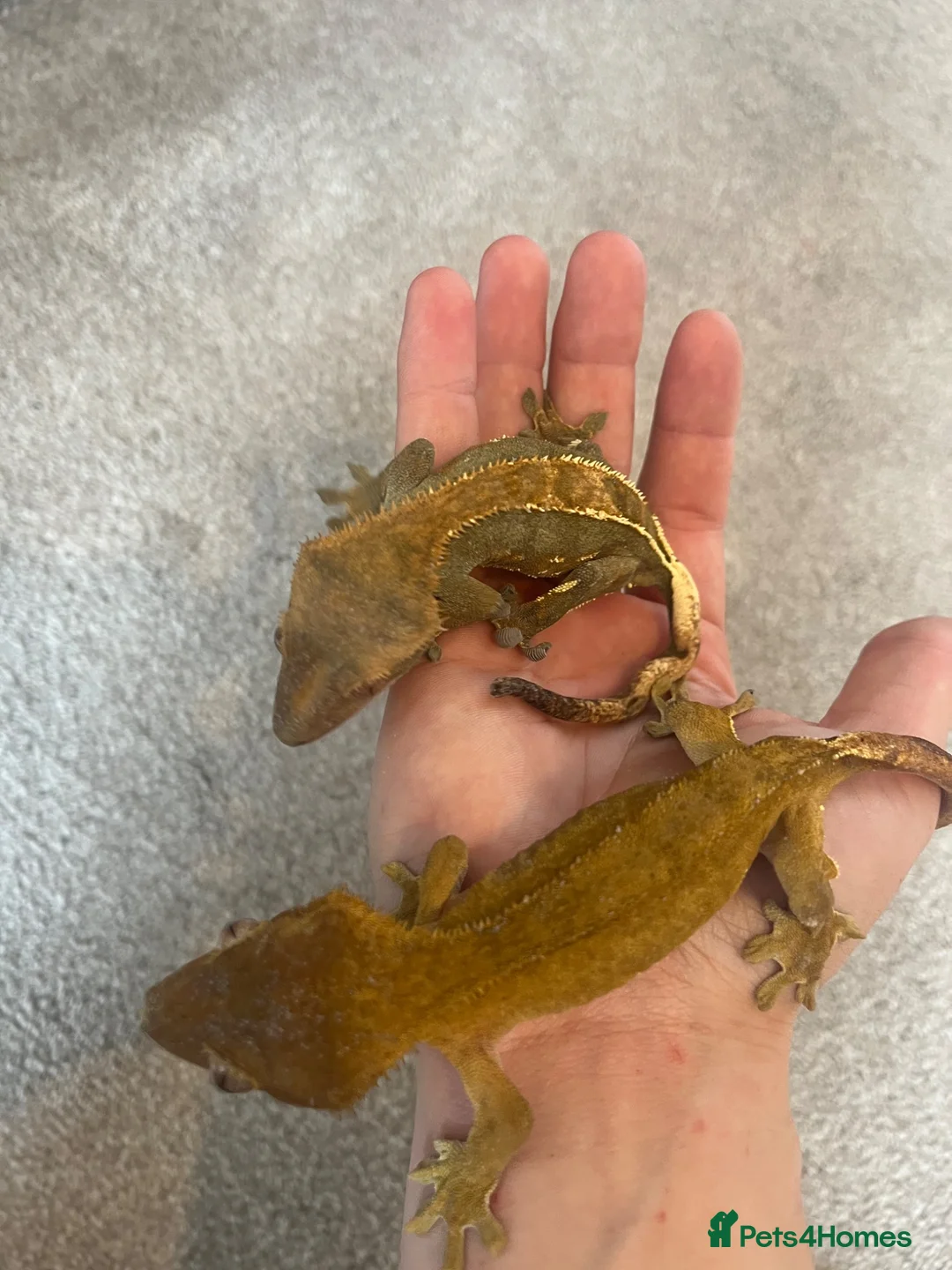 Gecko reptiles for sale: Two male Crested geckos in Boston - Advert 2