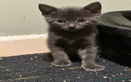 Domestic Shorthair cats for sale: Cute kittens in Dagenham - Image 20
