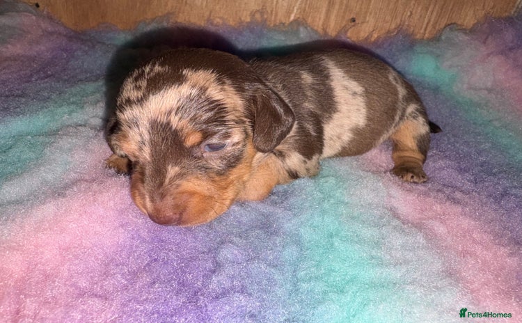 Miniature Dachshund dogs - Advert 3