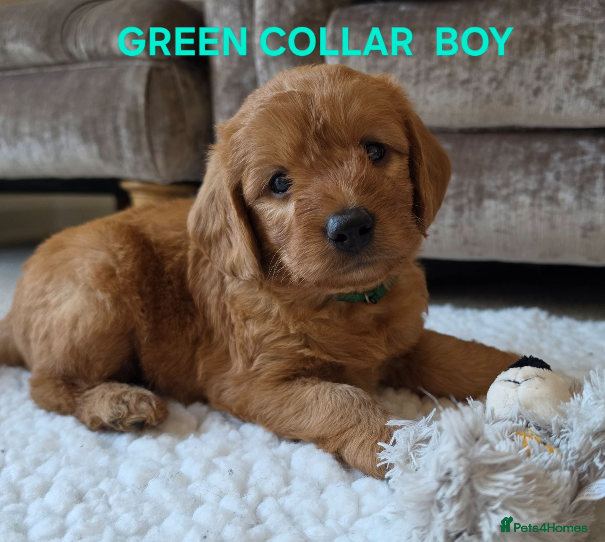 Labradoodle dogs LABRADOODLES F1 ( HEALTH TESTED PARENTS & G/PARENT - Advert 8