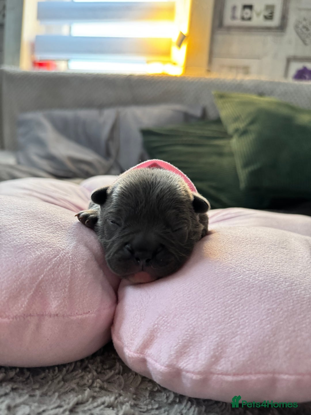 French Bulldog dogs for sale: 🎉 New years pups 🎉 7 adorable French bulldog pup - Advert 10