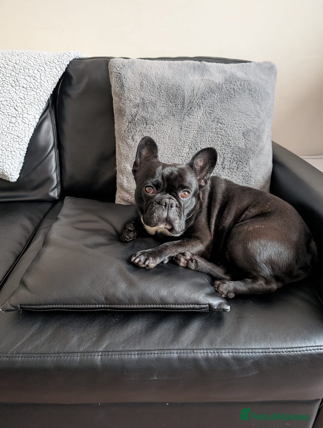 French Bulldog dogs for sale: Nearly 5 year old French Bulldog for rehoming - Advert 4