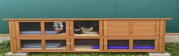 Ferret rodents for sale: 2x Ferrets with hutch included  - Advert 3