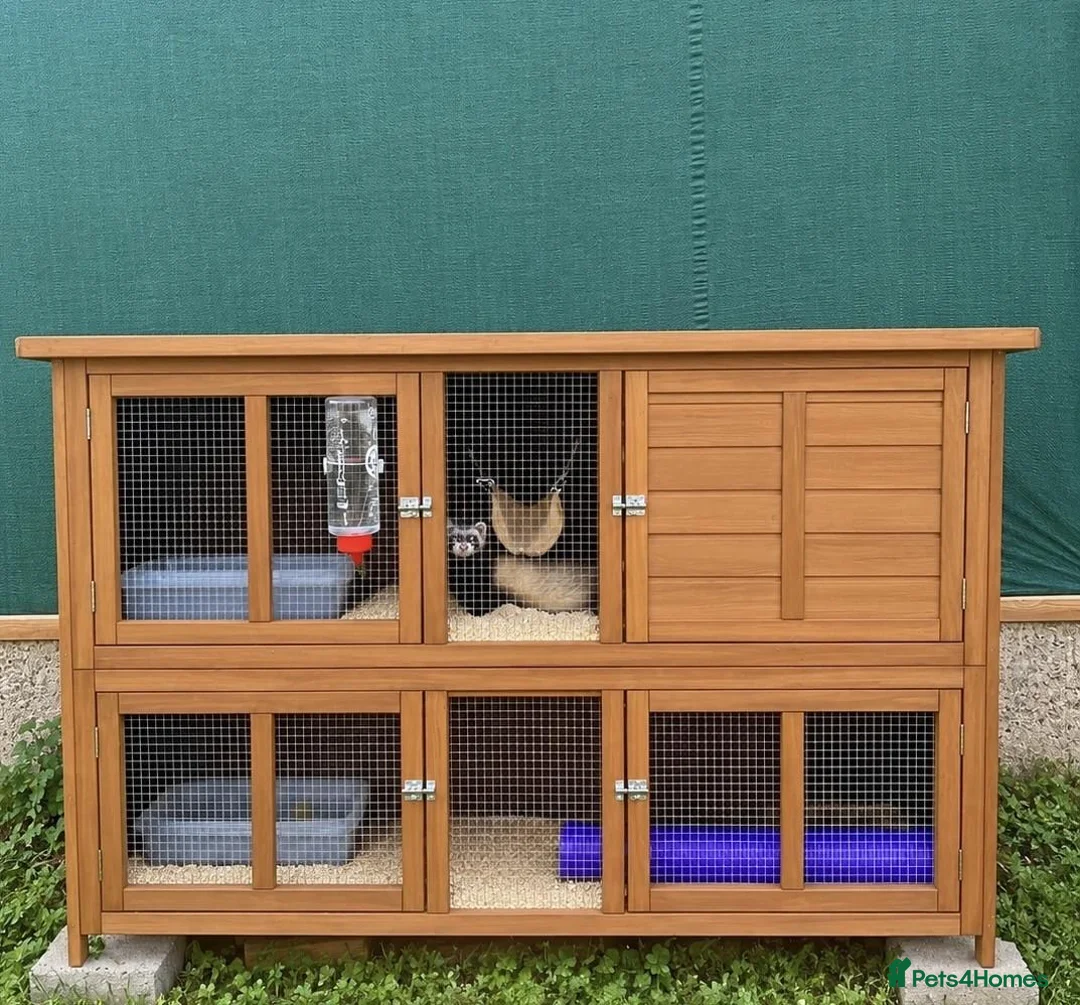Ferret rodents for sale: 2x Ferrets with hutch included  - Advert 3