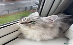 Ragdoll cats for sale: Ragdoll and Persian mixed kitty - Image 1