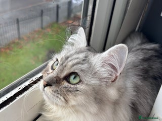 Ragdoll cats - Advert 29