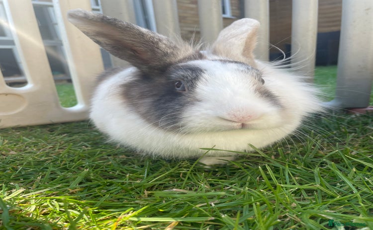 Lionhead rabbits - Advert 6
