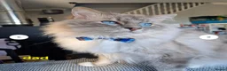 Ragdoll cats for sale: 🐾✨ Beautiful Ragdoll Kittens! ✨🐾 - Advert 10