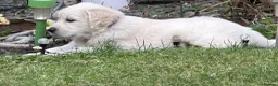 Golden Retriever dogs for sale: Gorgeous Chunky Golden Retriever Puppies - Advert 33