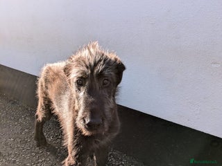 Irish Wolfhound dogs - Advert 2
