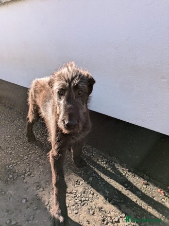 Irish Wolfhound dogs - Advert 2