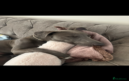 Mixed Breed dogs for sale: Handsome grey Lurcher 9 month old   - Image 7