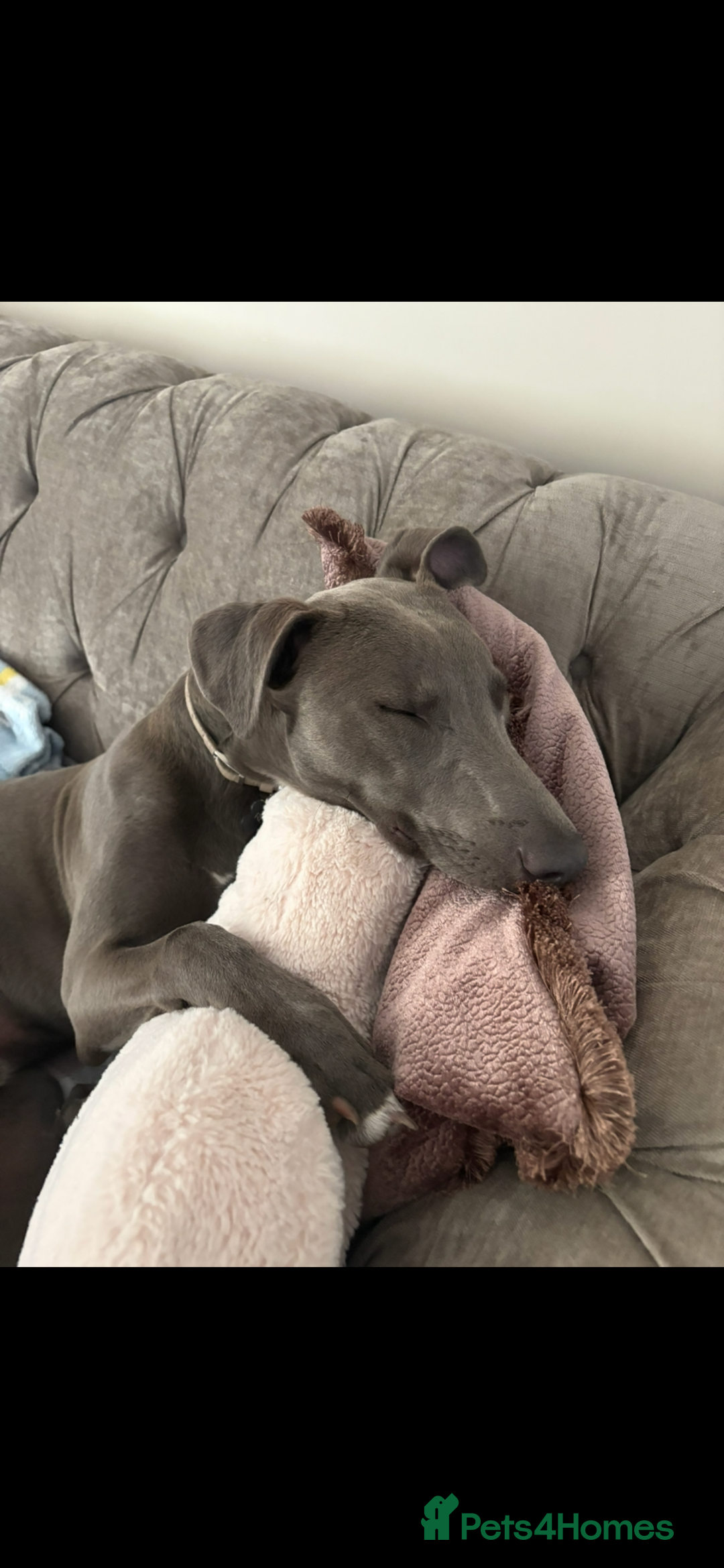 Mixed Breed dogs for sale: Handsome grey Lurcher 9 month old   - Image 7