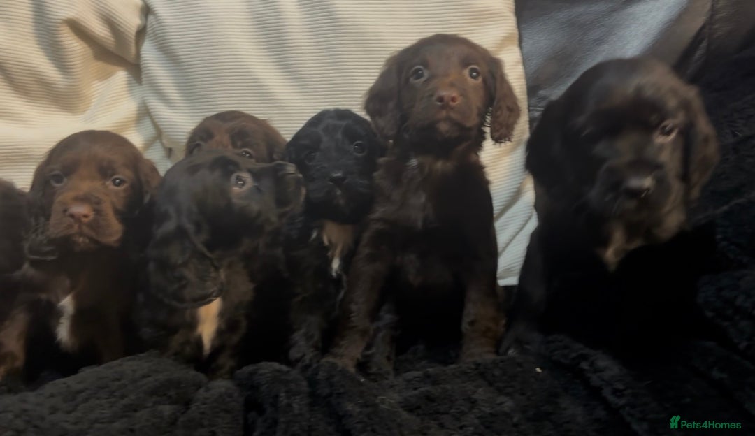 Cockapoo dogs for sale: Adorable F1B Cockapoos❤️💙 🐾 - Advert 25