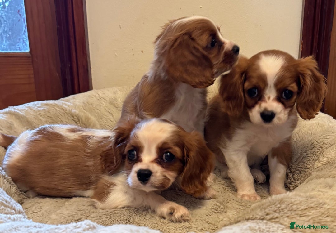 Cavalier King Charles Spaniel dogs for sale: Cavalier kcs health tested parents licensed  - Image 9