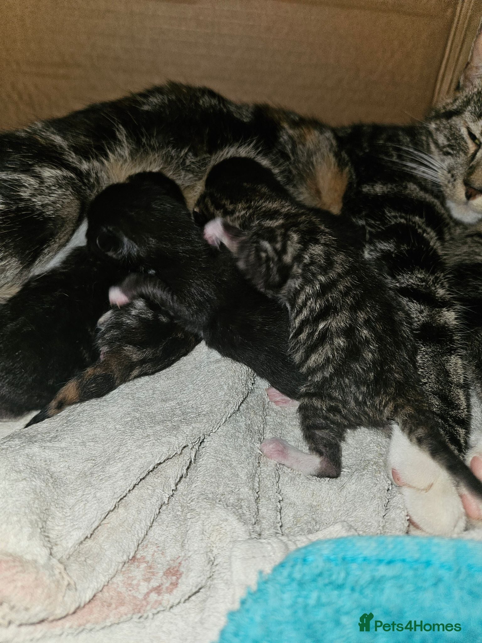 Mixed Breed cats 4 kittens left  - Advert 1