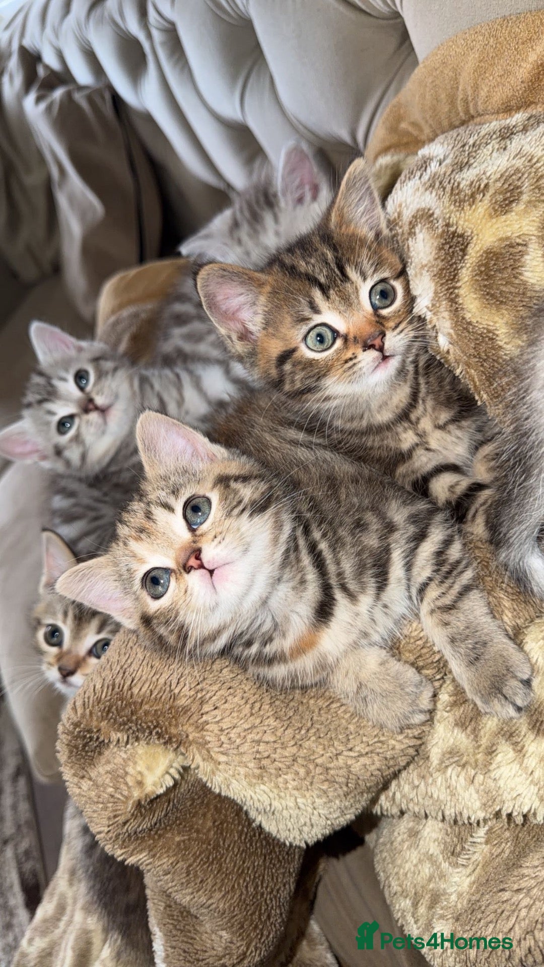 Persian cats  Beautiful Kittens Looking for Their Forever Homes - Advert 6