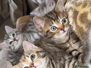 Persian cats Beautiful Kittens Looking for Their Forever Homes - Advert 6