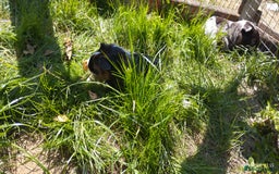 Guinea Pig rodents for sale: Stunning Guinea pigs for sale  - Image 2