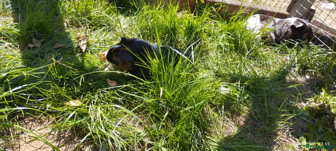 Guinea Pig rodents for sale: Stunning Guinea pigs for sale  - Image 2
